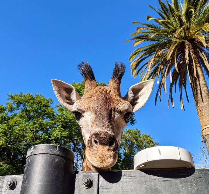 Adelaide zoo